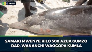 SAMAKI MWENYE KILO 500 AZUA GUMZO DAR WANANCHI WAOGOPA KUMLA [upl. by Ahtabbat289]