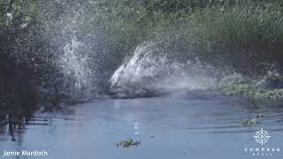 Florida Alligators Epic Territorial Fight Featuring Death Rolls [upl. by Anelac]