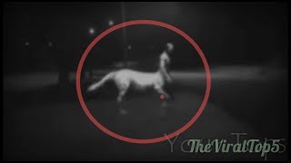 5 CENTAURS CAUGHT ON CAMERA [upl. by Nehtanoj]