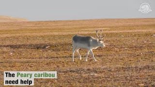 Protecting the Peary Caribou in Qausuittuq [upl. by Laurens]