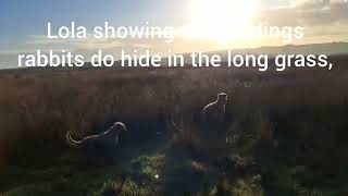 Bedlington Whippets Rabbit hunting in the long grass Lola Missy and Brutus [upl. by Secunda]