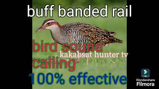 buff banded rail bird sound calling [upl. by Hibbitts]