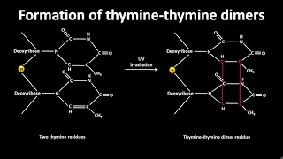 Thymine thymine dimer formation  CSIR NET LS JRF  GATE csir gate [upl. by Eynttirb886]