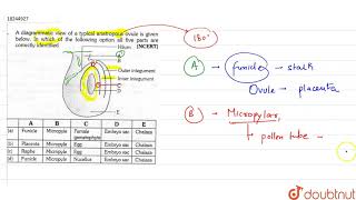 A diagrammatic view of a typical anatropous ovule is given below in which of the following [upl. by Clarie]