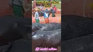 Iruvail panila kudi kambala modakutti moodbidri kambala viralvideo trending shortvideo kambula [upl. by Enidaj]