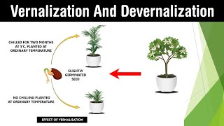 Vernalisation in plant devernalization effect  process  lectures in Hindi [upl. by Eyahc]