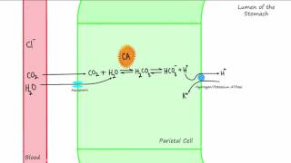 Parietal Cell Acid Production [upl. by Trebron]