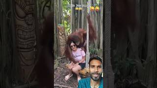 🤣🖕🍌 बन्दर किया लड़की के साथ😱orangutan funnyfun animals comedy monkey shortsviral ytshorts [upl. by Kauslick]