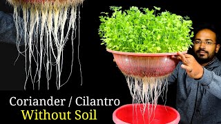 How to grow Coriander without soil  Coriander Dhaniya in hydroponic system [upl. by Francoise]