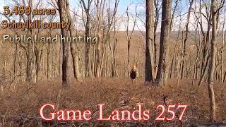 PA State Game lands 257 Hunting the Wildcat part 3 PATG2 publiclandhunting deerhunting [upl. by Ingemar314]