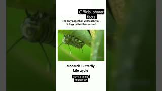 Monarch butterfly Life cycleviralshortsvideoofficialbharatfactsviral [upl. by Yvonne]