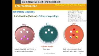 Enterobacteriaceae [upl. by Darlene113]