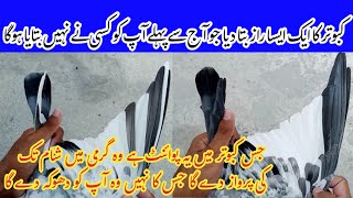 Best Pigeon Flying Tips  Top Pigeon Quality Ki Pehchan  Pigeon Day1 [upl. by Ebaj]