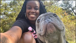 MY FRENCH BULLDOG FIRST TIME AT A PARK [upl. by Hudson]