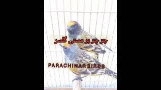 Top Gulsar Singing lصداي گلسر lچر چر بر مستی گلسر Parachinarbirds [upl. by Craggie]