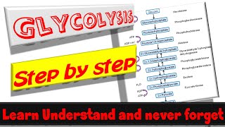 Glycolysis Understand It Memorize It and Never Forget It  Animation [upl. by Pisano492]