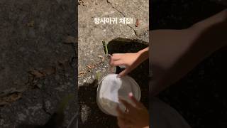 왕사마귀 채집 Catching Praying Mantis shorts 곤충 사마귀 [upl. by Analli]