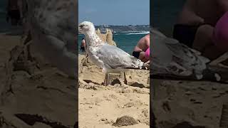 Sandbanks Beach [upl. by Ydroj]