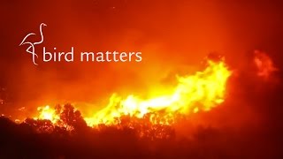 Fire in the Fynbos Bird Matters [upl. by Alysa716]