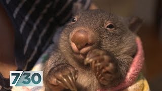 The volunteers saving orphaned baby wombats  730 [upl. by Terhune714]