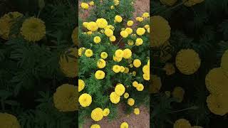 Chendu Hoovu Beautiful Flower Garden video [upl. by Anyrtak52]