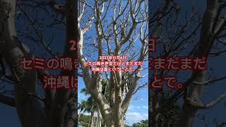 聞いたことないセミの鳴き声だけど、まだまだ沖縄は夏ということで。 japan ライブカメラ 沖縄 沖縄旅行 [upl. by Asira]