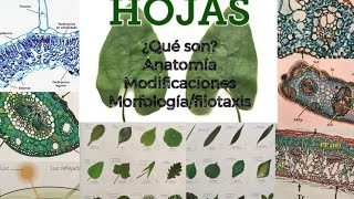 H🍀J🍁S hojas morfología anatomía y más 🍃 [upl. by Othelia452]