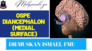 Diencephalon OSPE Spotting on Model 2ndyearmbbs neuroanatomy fmu Neuroscience viral BRAIN [upl. by Ehud475]