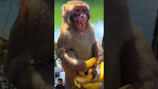 manky funny videomanky gift food manky is verry happy🤡🤡😻😻monkey funny mankyanimal shortsfunny [upl. by Laehcor]