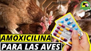 AMOXICILINA Para Las Aves Usos Y Dosis [upl. by Ahsenat719]