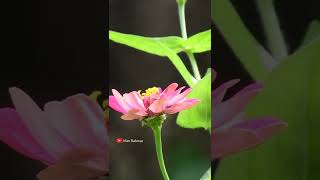 Hasil Rekaman Video dari Kamera Prosumer Canon SX510 Kakak dari Canon SX430 SX420 SX410 SX400 [upl. by Brodeur]