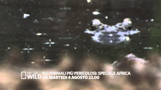 Gli Animali più pericolosi Speciale Africa [upl. by Anora]