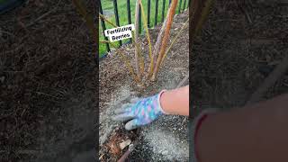 Fertilizing Berry Plants gardentips berries [upl. by Popele]