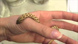 Baby Western Hognose Snake [upl. by Morentz]