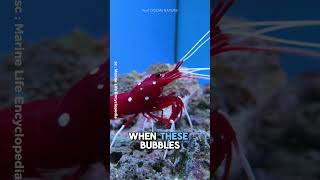 How Do Pistol Shrimps Defeat Prey With Sound shorts [upl. by Lledyl]