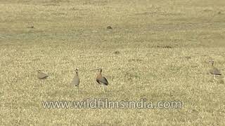 Indian Courser at Ranthambhor National Park [upl. by Restivo]