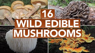 16 Wild Edible Mushrooms You Can Forage This Autumn [upl. by Ciccia479]