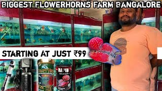 Wholesale Flowerhorns Sai Flowerhorns Vastu Fish In KR Puram All over Karnataka flowerhorn fish [upl. by Gide]