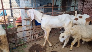 Deworming of Goat Deworming Process Deworming Ka Asaan Tareeqa Sj Livestock [upl. by Dunc]