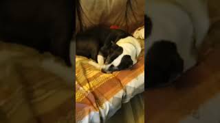 Video di cane metti un mi piace chiami cani 🐶🐕❤️❤️❤️❤️ [upl. by Judye]