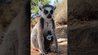 Ring tailed lemur calllemur animalsoundwildlife mamatv [upl. by Wagshul]