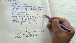 CV A 005 identification of various parts of heart tube and structure develop from them [upl. by Bedell]