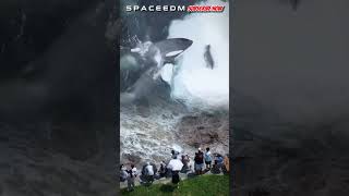 AMAZING TWO ORCA CATCH A SEAL orca orcas killerwhales [upl. by Mendes]