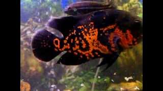 Tiger Oscar The coolest fish ever [upl. by Findley]