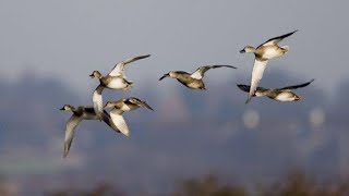 gadwall Call Sound [upl. by Robinette]