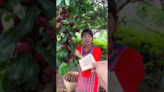 Delicious Sweet Mangosteen Fruit 🍑  Amazing Fresh Mangosteen shorts fruit youtubeshorts [upl. by Ileyan]