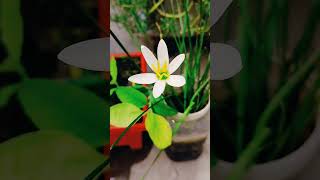 Lily plant me first flowerlilyflower flowers plantsngardens plantcare gardening rainlily [upl. by Cairistiona]