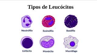 Microbiologia e Parasitologia Curso Técnico de enfermagem aula 5 completa [upl. by Nyvar161]