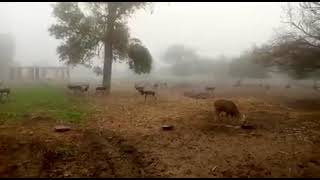 Thousands of deer roaming in farm in Rahim Yar Khan Punjab southpunjab pakistan deer fog [upl. by Acirred]