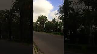 Strong winds now in the city of Mohammedia Morocco 🇲🇦 maroc shortvideo akhbarmaroc [upl. by Anoj]